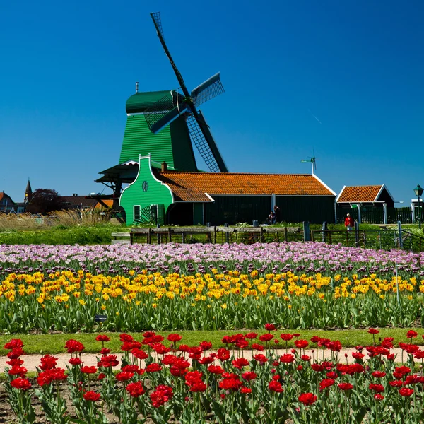 Ветряная мельница в Голландии — стоковое фото