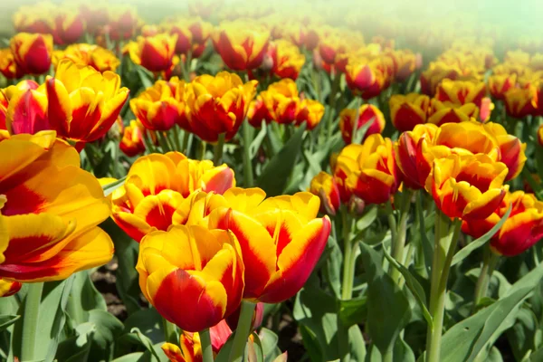 Färgade tulip — Stockfoto