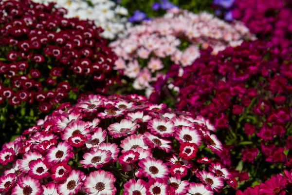 Hintergrund der farbigen Blume — Stockfoto