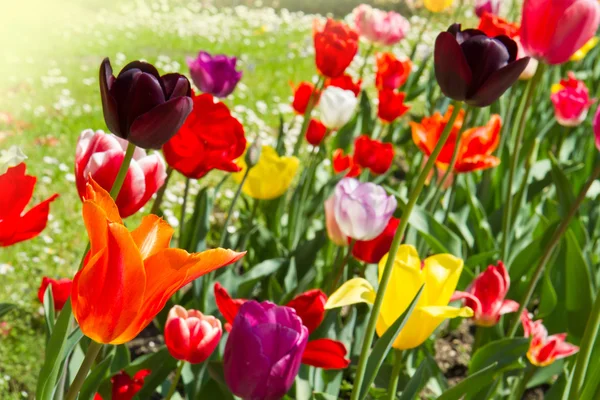 Gekleurde tulip — Stockfoto