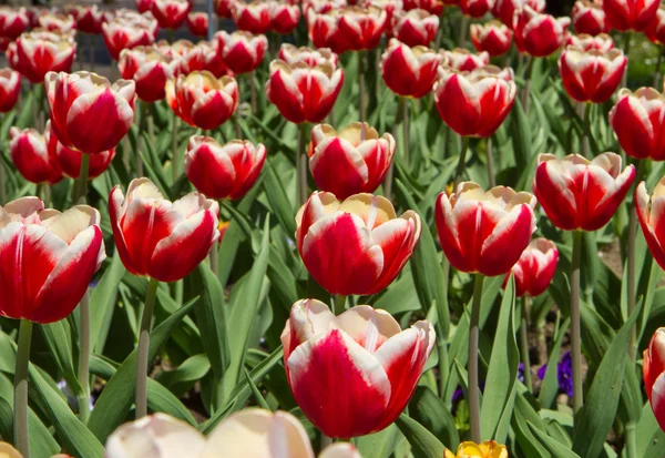 Gekleurde tulip in villa Tarente — Stockfoto