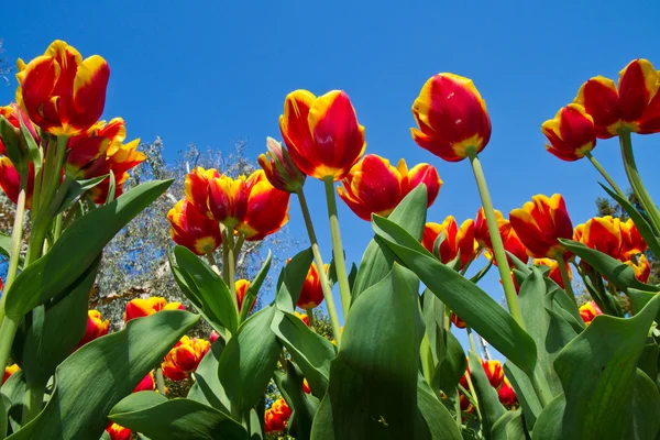 Gekleurde tulip — Stockfoto