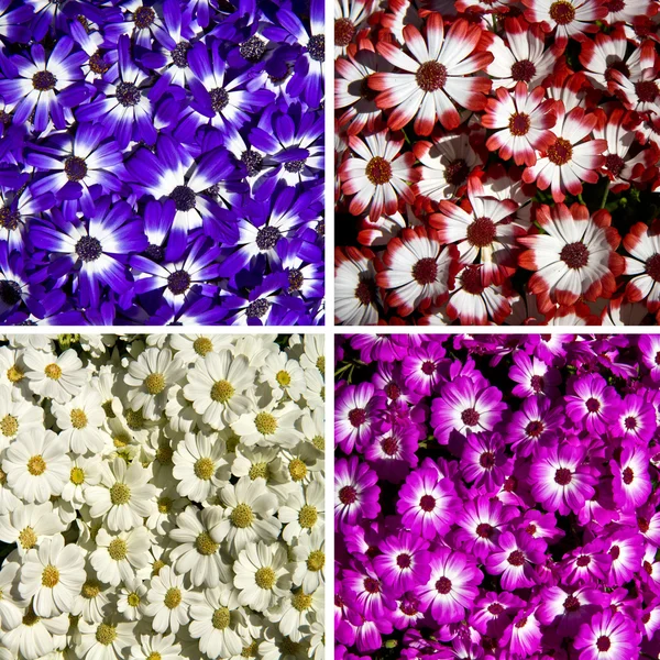 Collage of colored daisy — Stock Photo, Image