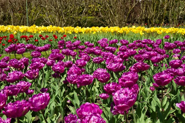 Fargede tulipaners bakgrunn – stockfoto
