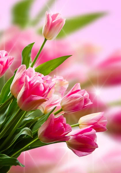 Pink tulip — Stock Photo, Image