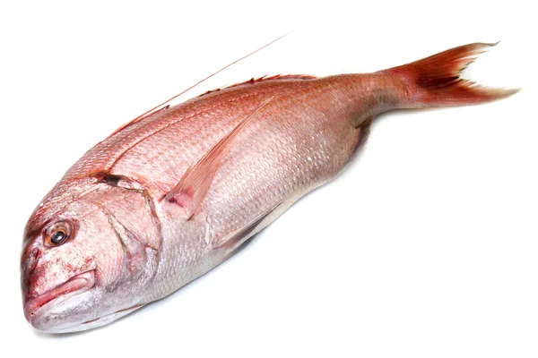 Красную рыбу изолируют от белой — стоковое фото