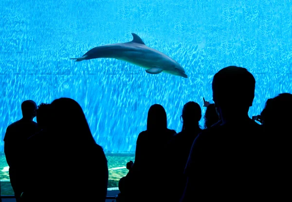 Looking big acquarium — Stock Photo, Image