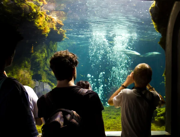 Guardando il grande acquario — 스톡 사진