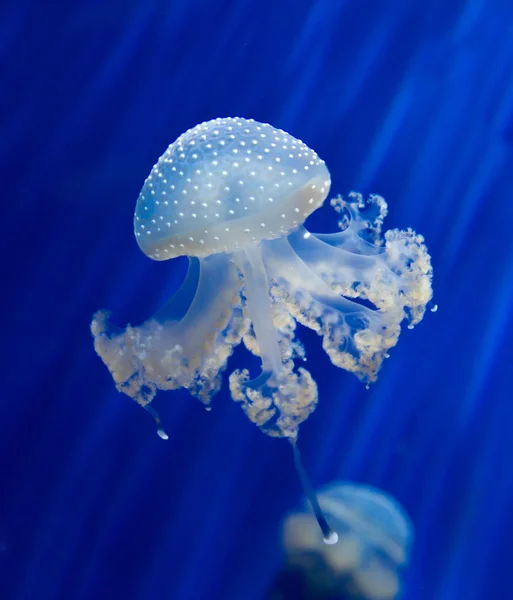 Group of light blue jellyfish — Stock Photo, Image