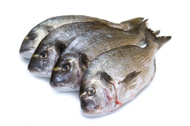 çipura grubu