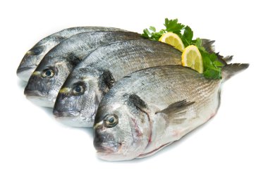 çipura grubu