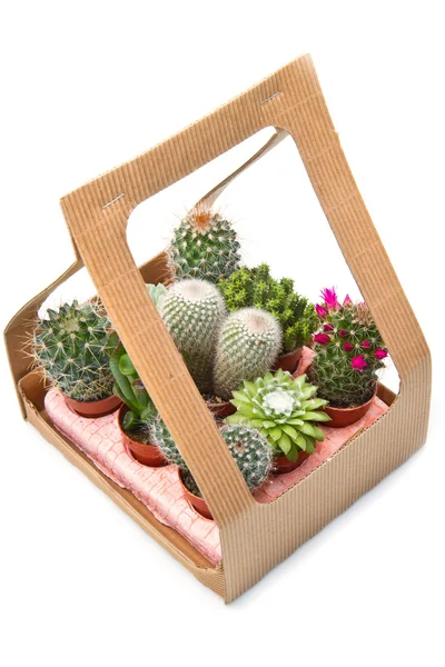 Group of various succulents in pots — Stock Photo, Image