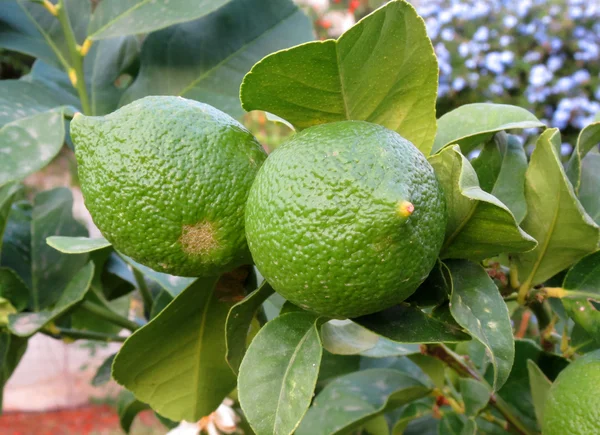 Lemons hanging on tree — Stock Photo, Image