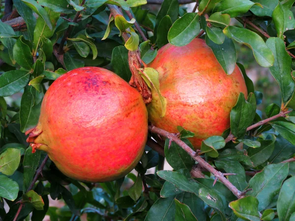 Reife bunte Granatapfelfrucht am Ast. — Stockfoto