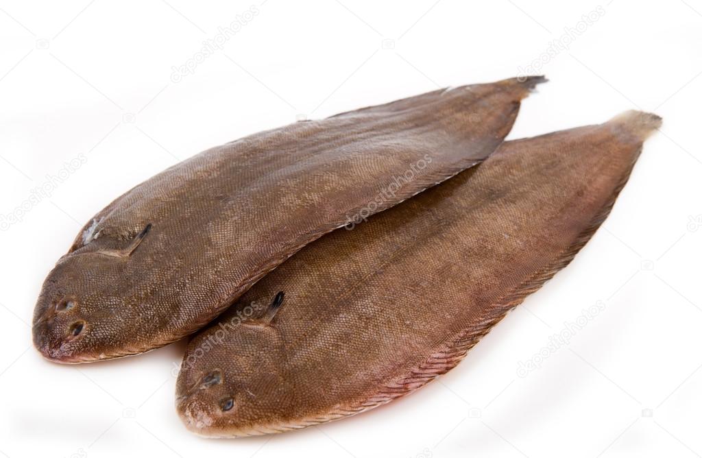 Whole couple fresh sole fish on white background