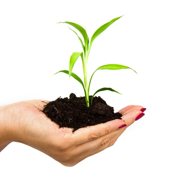 Mano y planta aisladas sobre fondo blanco — Foto de Stock