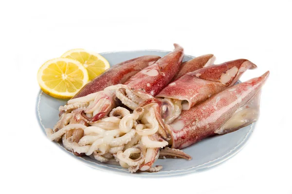 Fresh squid isolated on white background — Stock Photo, Image