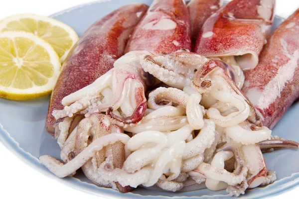 Fresh squid isolated on white background — Stock Photo, Image