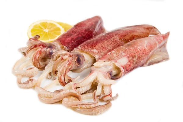 Calamari freschi isolati su fondo bianco — Foto Stock