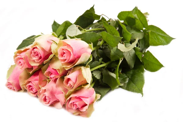 粉红玫瑰，白色背景 — 图库照片