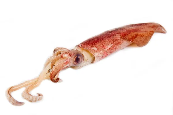 하얀 배경에 고립 된 싱싱 한 오징어 — 스톡 사진