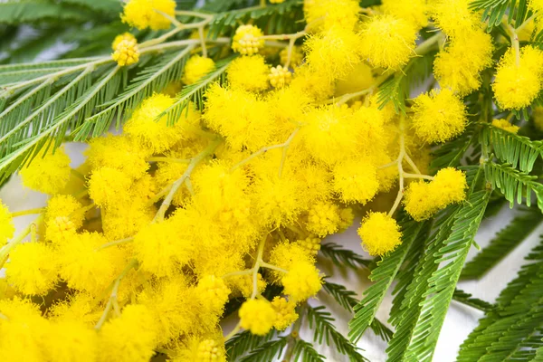 Mimosa, dag van de vrouw — Stockfoto