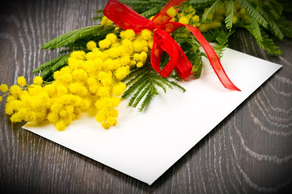 Mimosen, Frauentag — Stockfoto