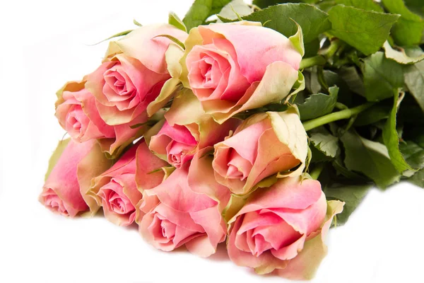 Rózsaszín rózsák elszigetelt fehér háttér — Stock Fotó