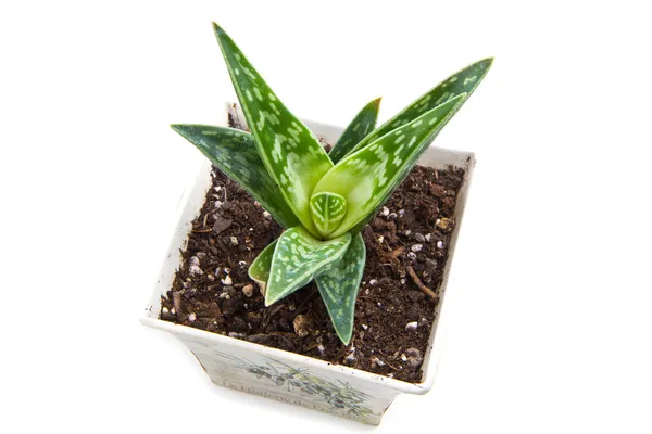 Succulent plant — Stock Photo, Image