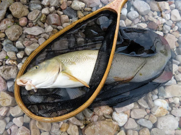 Fish in fisherman's net — Stock Photo, Image