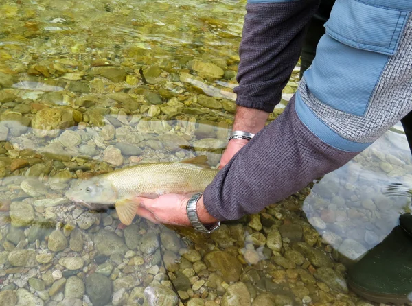 Fisk som släpps — Stockfoto