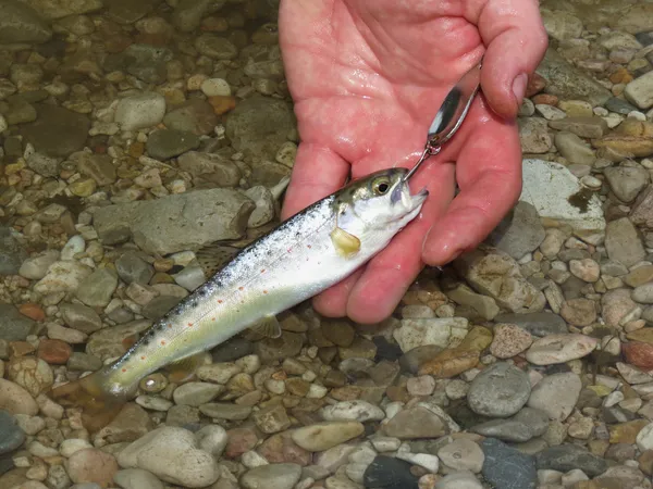 Pequena truta capturada pelo pescador — Fotografia de Stock