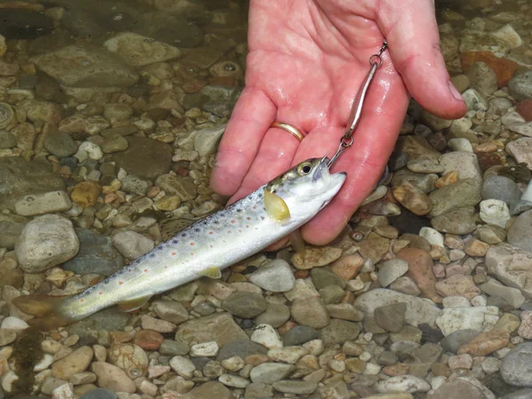 Pequena truta capturada pelo pescador — Fotografia de Stock