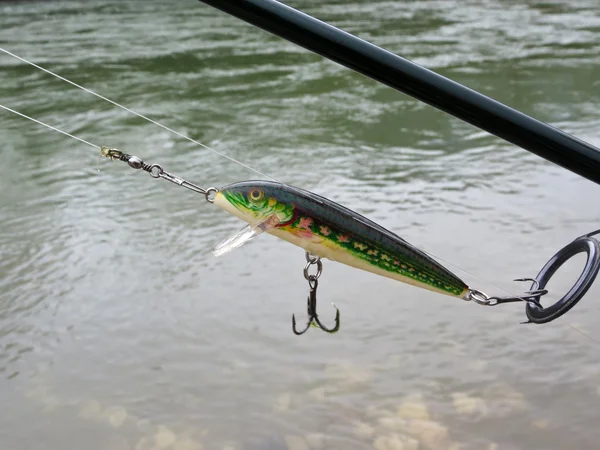 Trout on the river — Stock Photo, Image