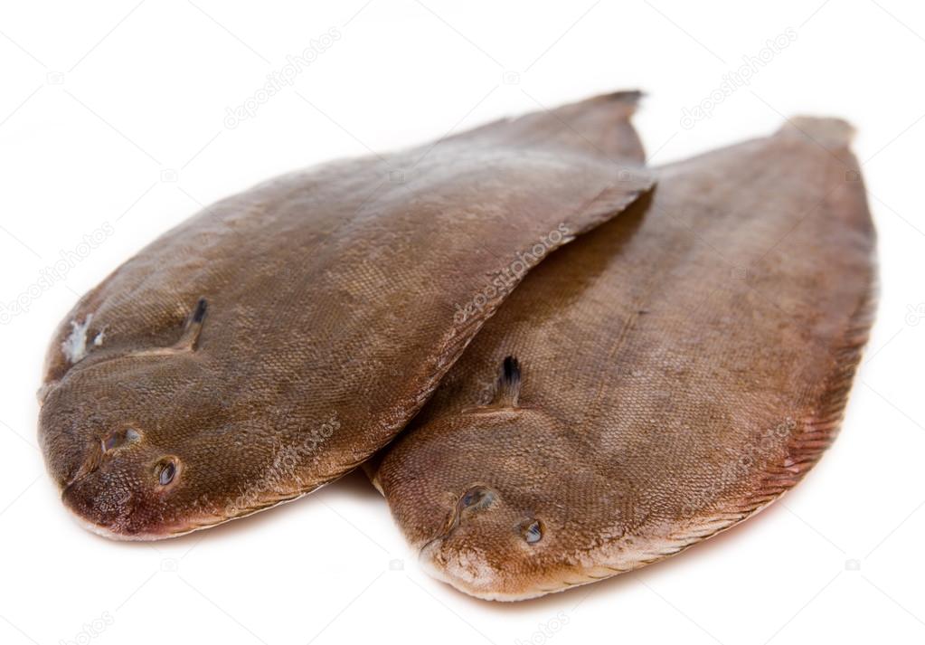 Whole couple fresh sole fish on white background 