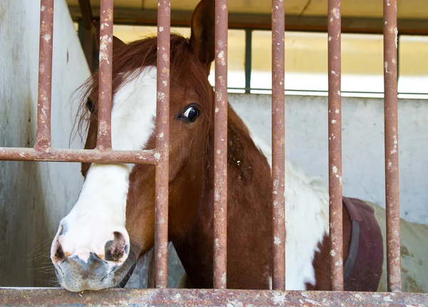 Paarden in stal — Stockfoto