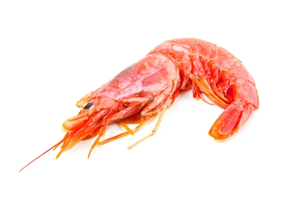 Tiger shrimp isolated on white — Stock Photo, Image