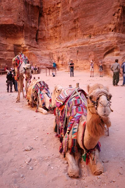 Bedouin camel — Stock Photo, Image