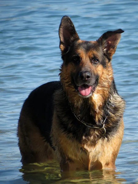 Feliz perro pastor alemán jugando en el mar — Foto de Stock