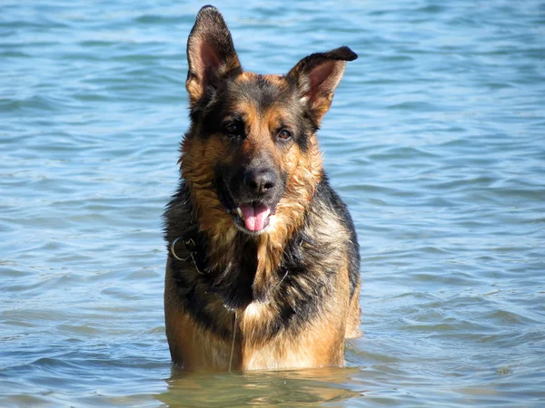 Gelukkig Duitse herdershond spelen in de zee — Stockfoto
