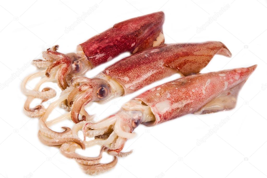 fresh squid isolated on white background 