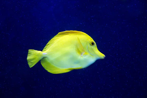 Zebrasoma yellow tang fish in aquarium — Stock Photo, Image