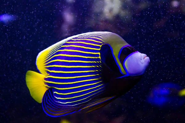 Angelfish — Stock Photo, Image