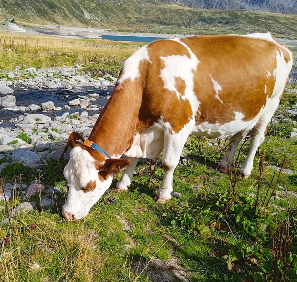 Tehenek Réten Egy Gyönyörű Hegyi Tájon Stock Kép