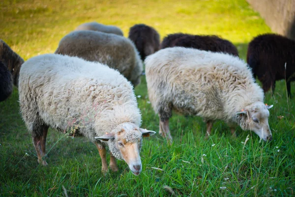 Manada de ovejas — Foto de Stock