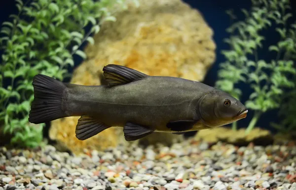 Tinca tinca, Doktor balık, Kadife balığı