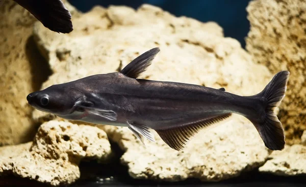 Риба панга, Pterogymnus laniarius — стокове фото