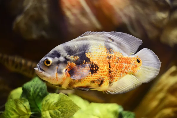 Oscar fish, Astronotus ocellatus, marble fish — Stock Photo, Image