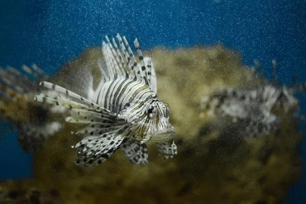 Lionfish pterois volitans — 스톡 사진