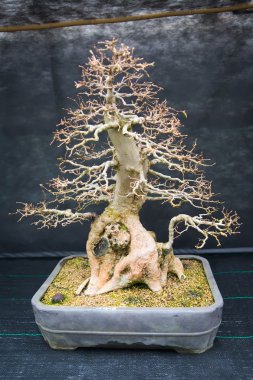Eski bir Bonsai Ağacı